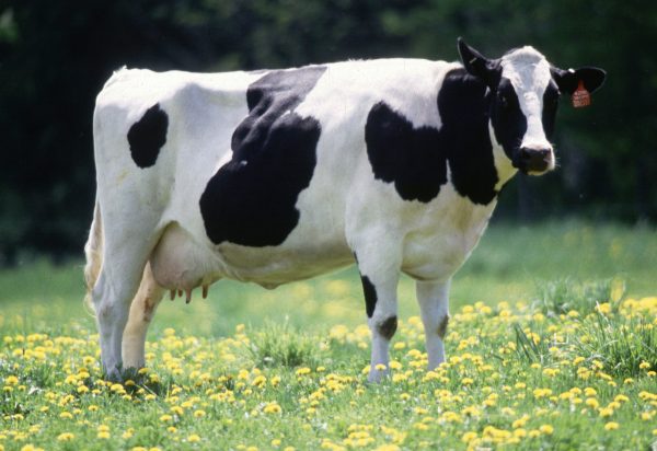 HealthyCow_Best Cattle Feed in India_HindhusthaanCattleFeeds