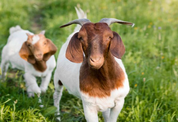 goats-farm